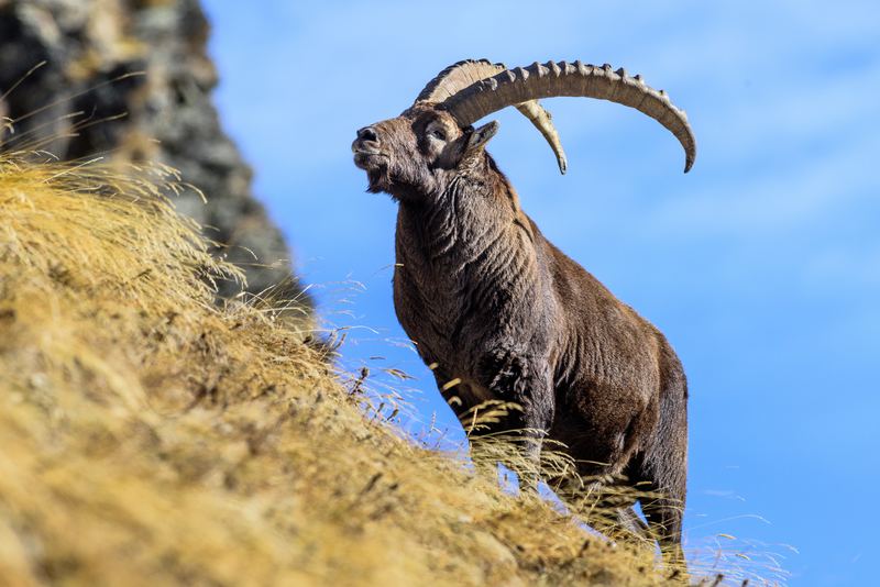 Íbex dos Alpes — força e autoridade